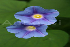 Ipomoea muricata
